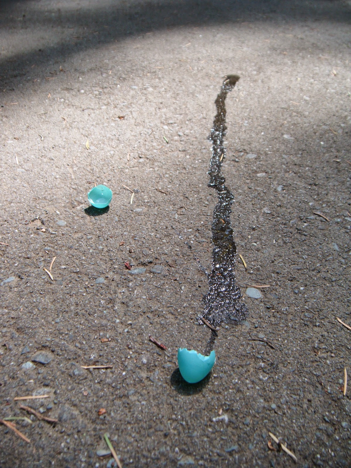 Robin's egg. ©2015 Choppini