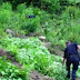 1 ton of cannabis is seized and destroyed by Kruja and Durrës police