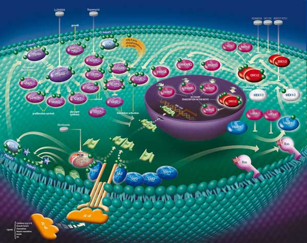 Free CSIR NET Life Science Study Materials Cell