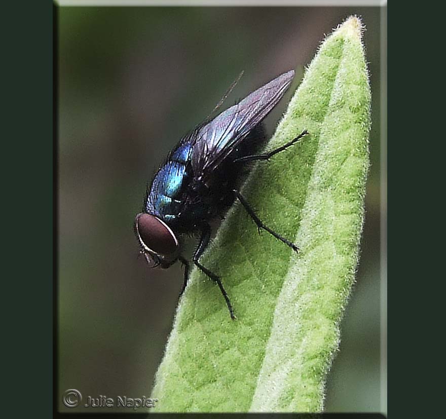Blue Fly on Green Leaf