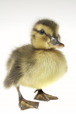 baby_ducks.jpg