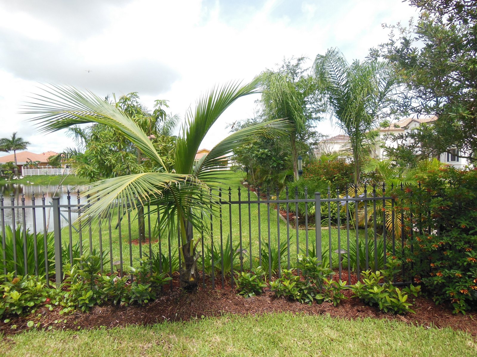 South Florida Gardening Blog