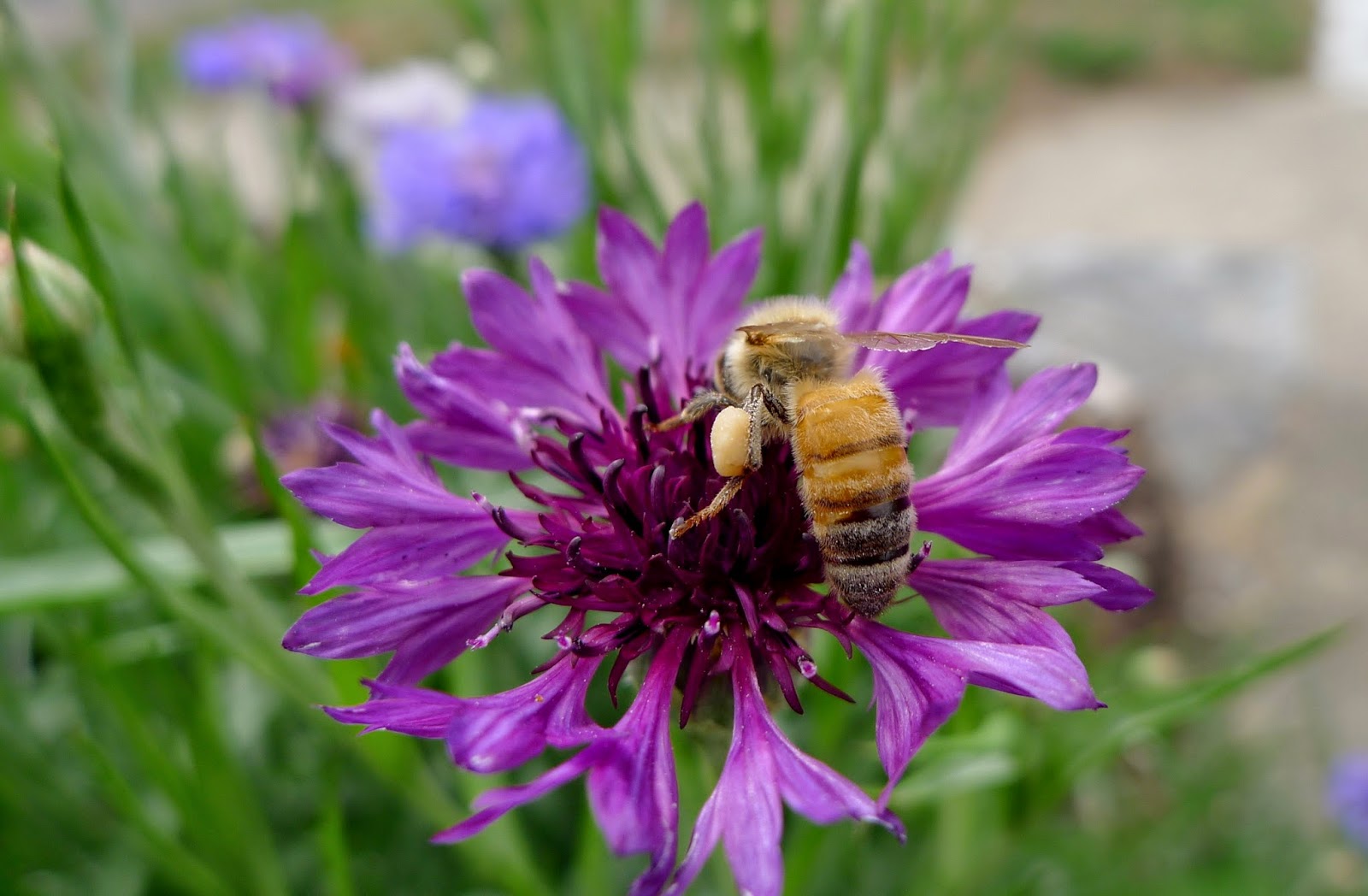 Honey Bee on Batchelor's Button, Pollinators, Urban Farming