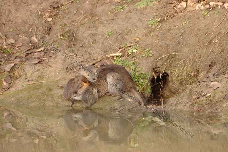 Ragondin ♀