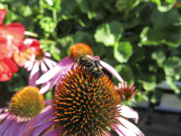 humla humla, rudbeckia