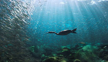 Beautiful Ocean And Marine Life Full Of Colors ~ Whatz More