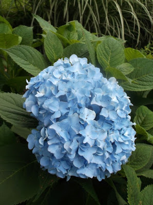 Mop Head Hydrangea Stock Photos Mop Head Hydrangea Stock Images