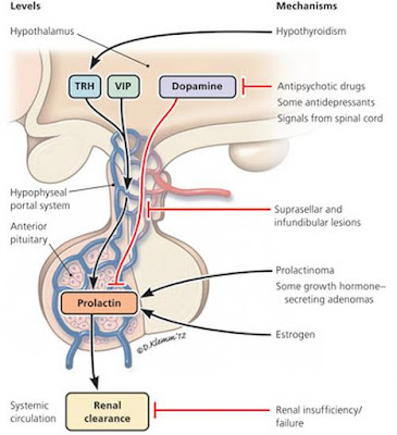 Bromocriptine Dose For Galactorrhea