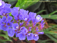 Limonium sinuatum