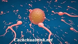 [Image: suc-khoe-sinh-san.jpg]