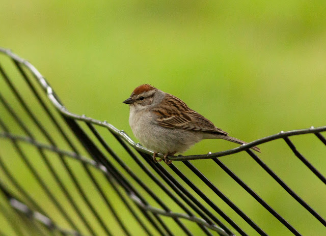 Chipping Sparrow - Central Park, New York