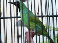 Tips Cara Merawat Burung Cucak Hijau Agar Rajin Bunyi Gacor Tips Cara Merawat Burung Cucak Hijau Agar Rajin Bunyi Gacor
