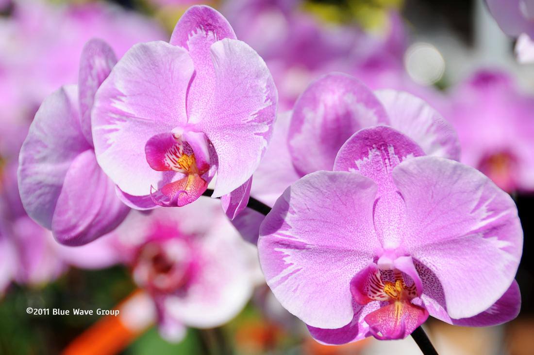 Orchids For Sale