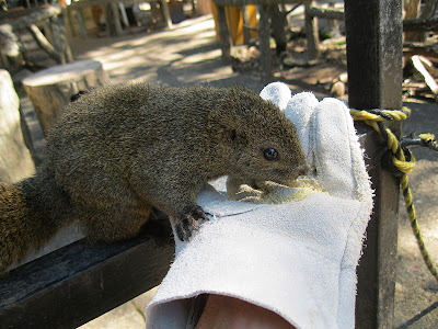 Gifu Squirrel Village Gifu Squirrel Village, Mt Kinka