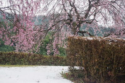 経ヶ坂の枝垂桜の写真