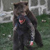 Bear mauls man thumbnail