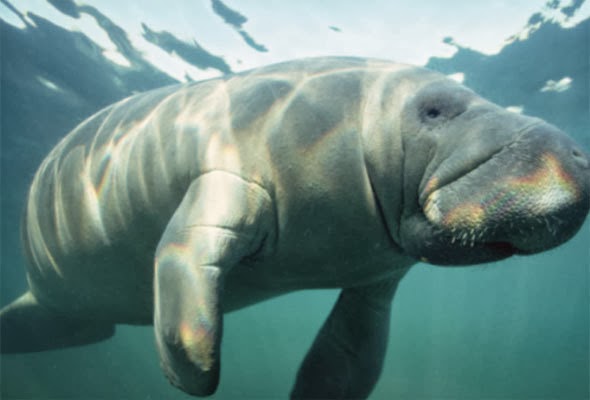 fauna y flora (extremadura-sao luis): Brasil, país de fauna rica e