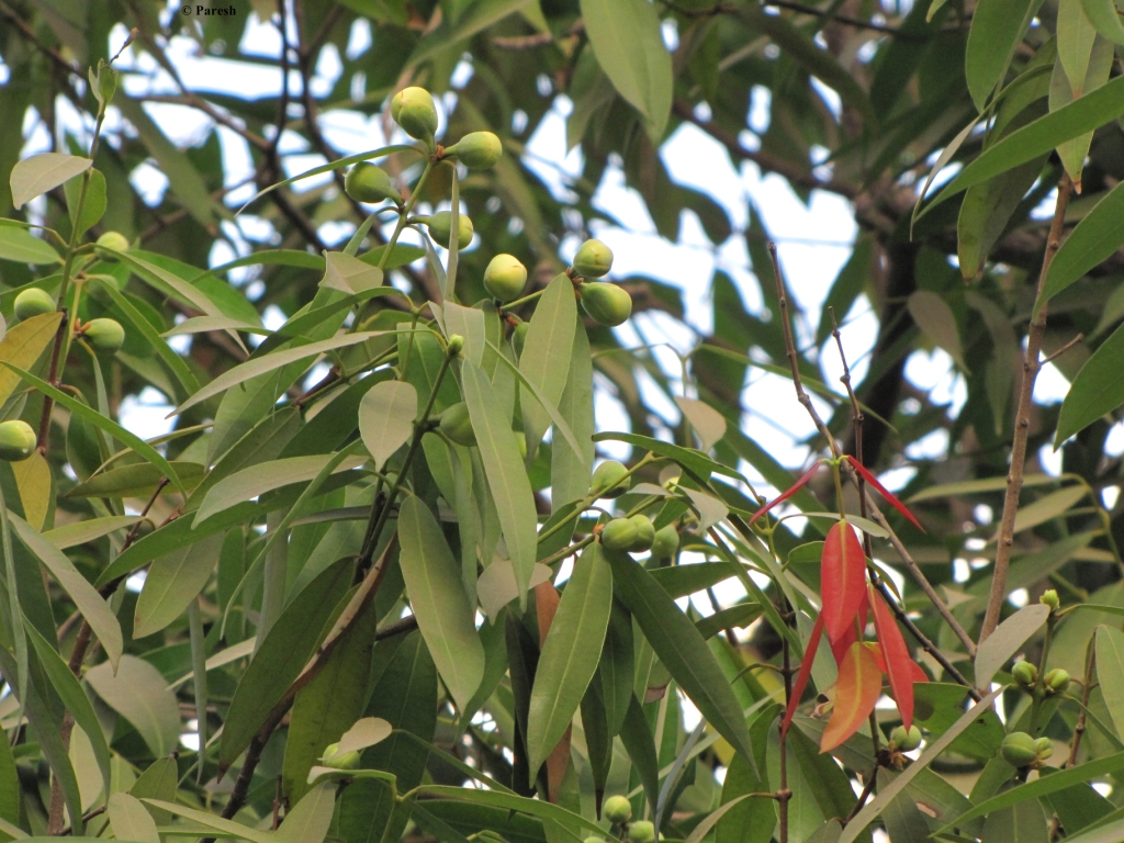 Gifting Trees... The Hard among Trees