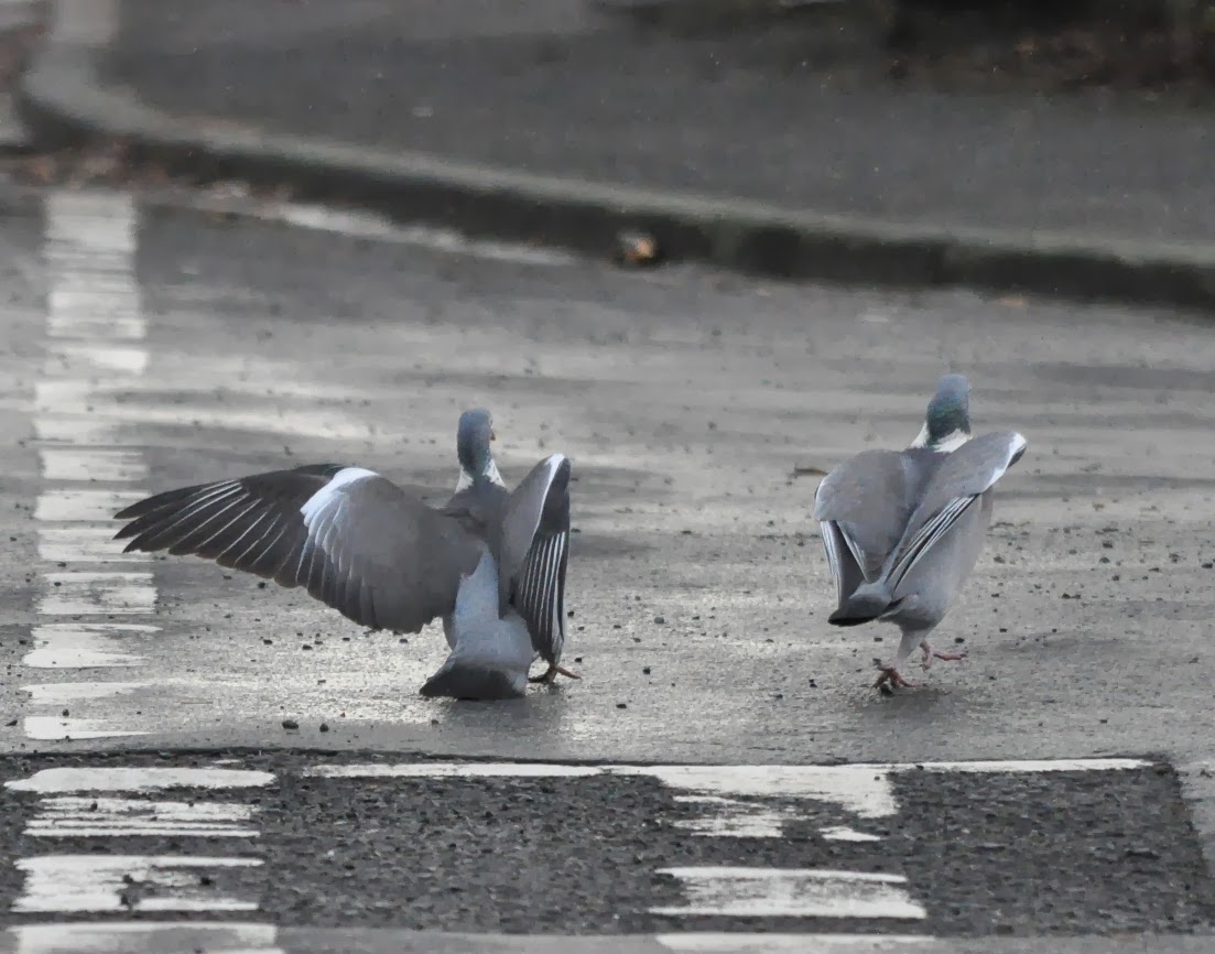 Woodpigeons (c) P J Alker