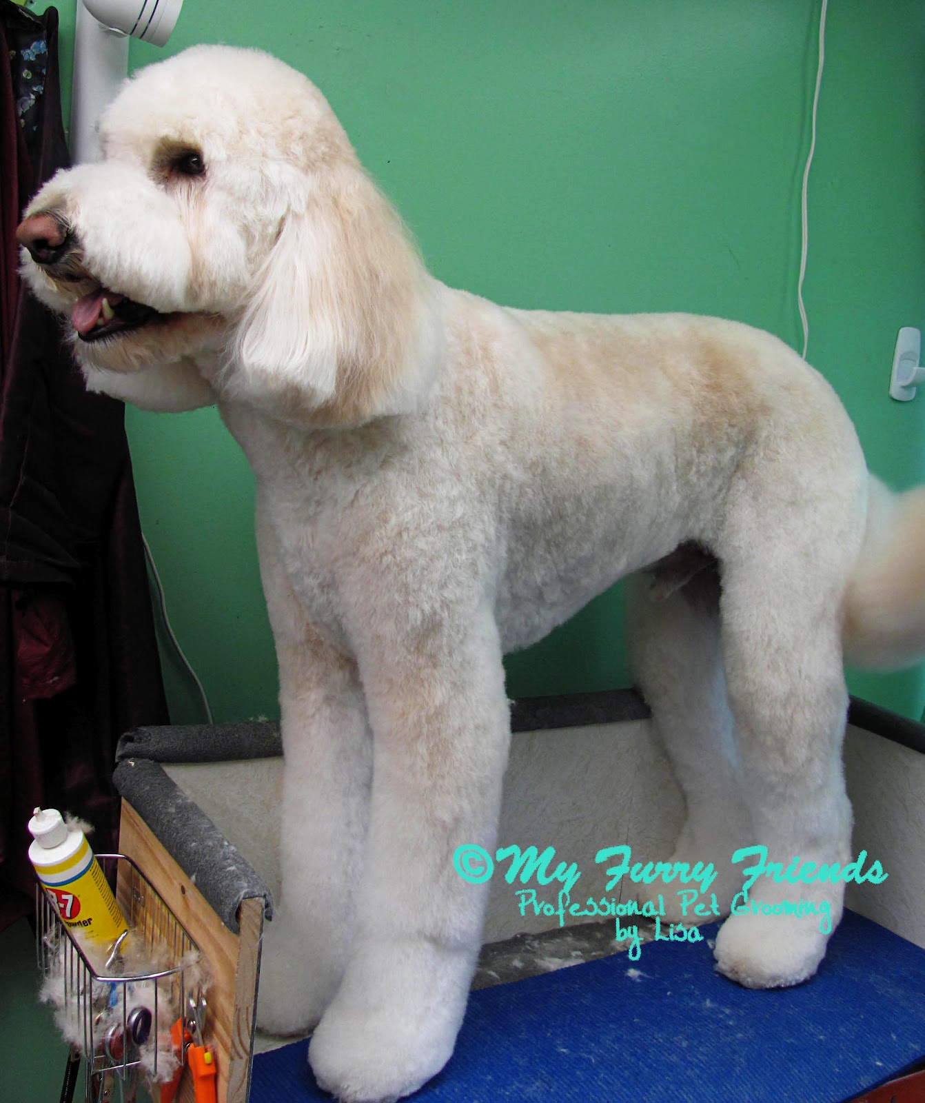 Goldendoodle+Haircut+Photos Goldendoodle Haircut Styles http://petgroomingthegoodthebadthefurry ...