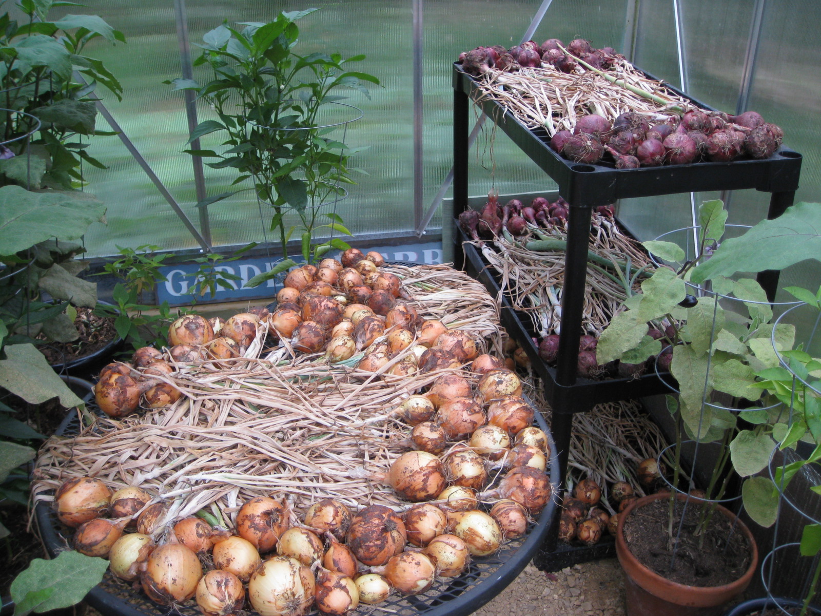 Red Bucket Farm Onion Harvest