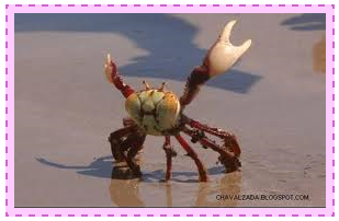 como colocar borda nas imagens como colocar borda nas imagens