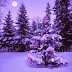 Fondo de Pantalla Navidad abeto nevado con bolas decorativas