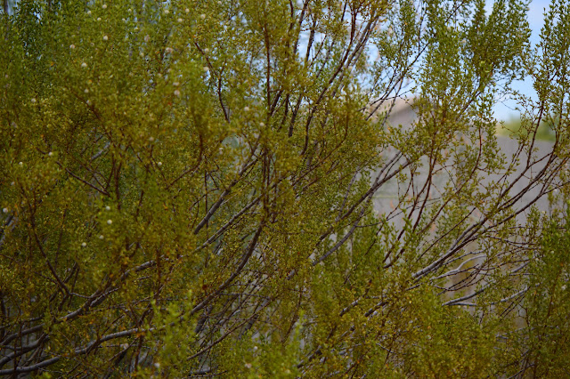 Larrea tridentata, creosote bush