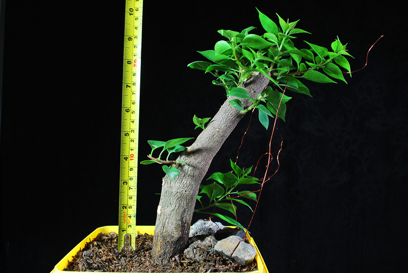 Bougainvillea Bonsai Bougainvillea Bonsai