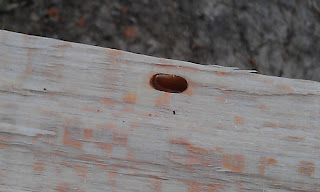 Larvae Hole