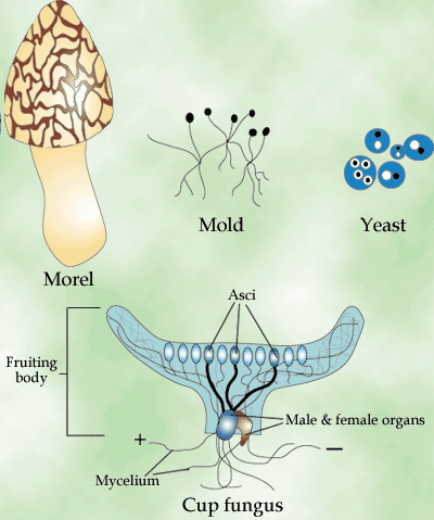 Klasifikasi Jamur Fungi Zygomycota Ascomycota Basidiomycota Deuteromycota