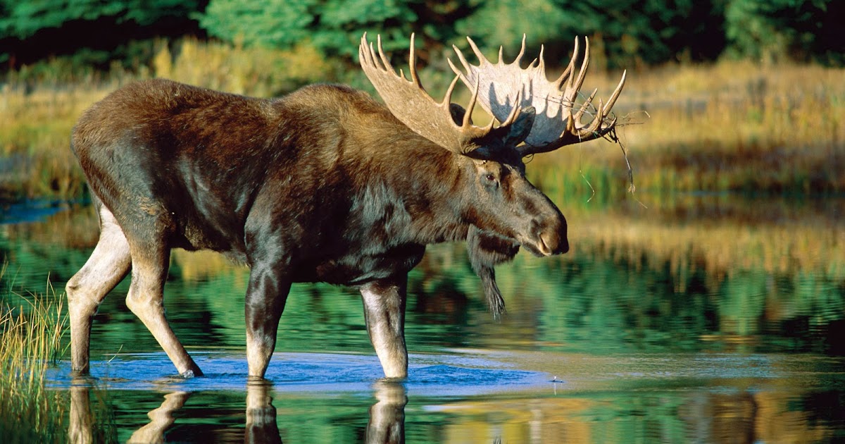 Bull Moose Pets