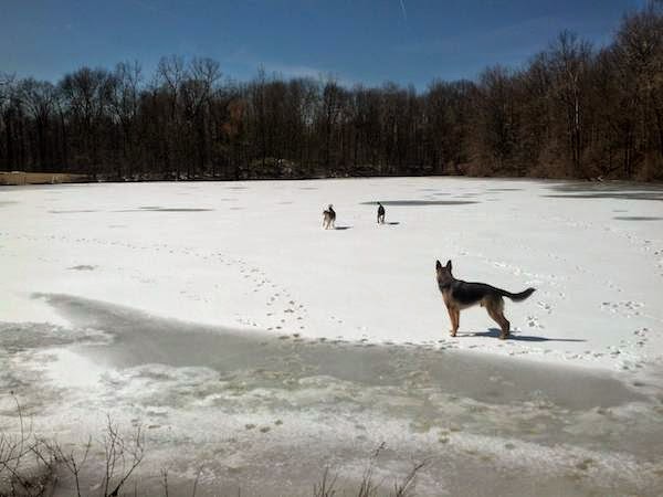 Dogs enjoying a frozen lake. - The 30 Most Amazing Photos Of Frozen Things In Honor Of The Coldest Morning Of The 21st Century Dogs enjoying a frozen lake. - The 30 Most Amazing Photos Of Frozen Things In Honor Of The Coldest Morning Of The 21st Century