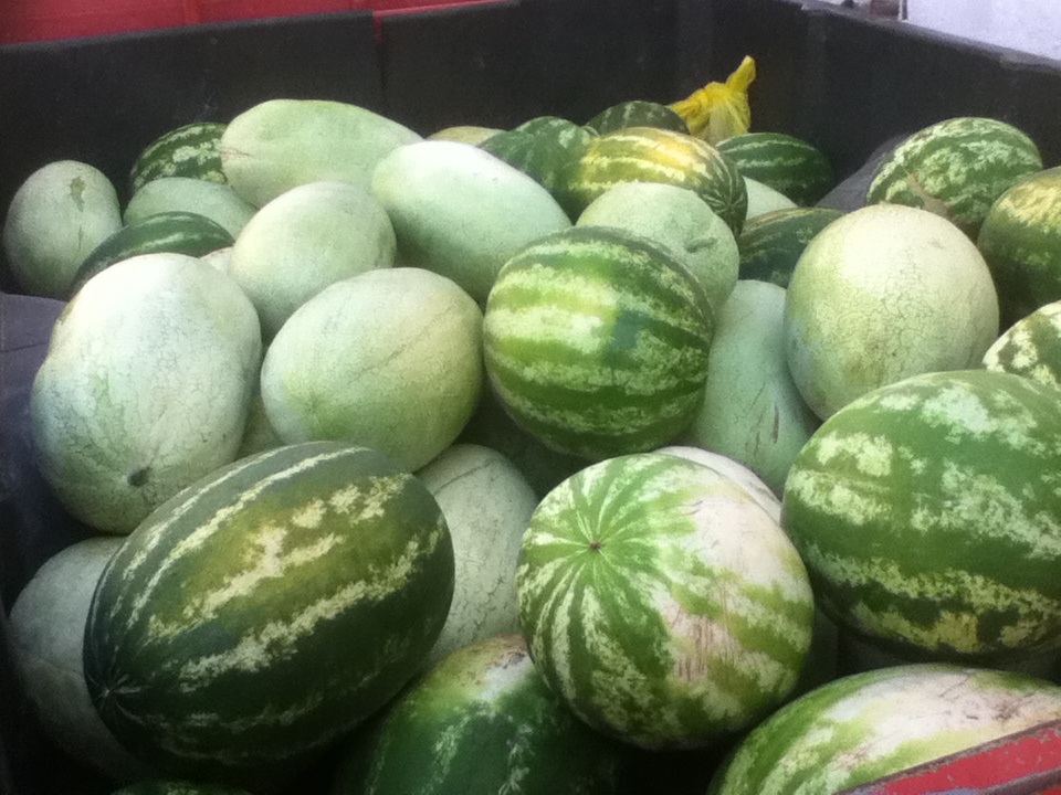 Croziers Aloft GET YOUR MELONS HERE!