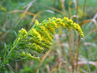 Goldenrod in the rain