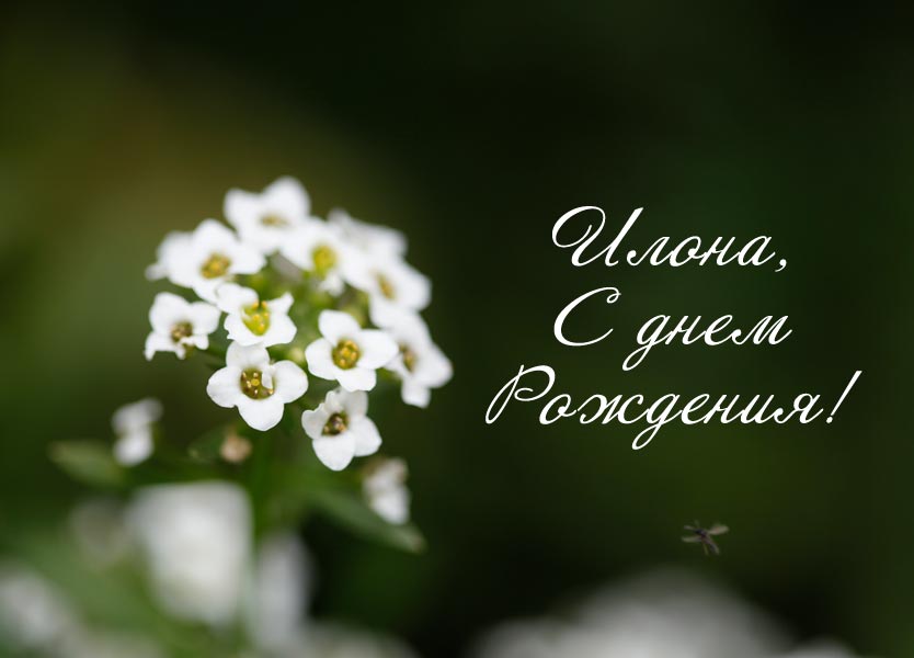Стих с днем рождения для илоны Стих с днем рождения для илоны