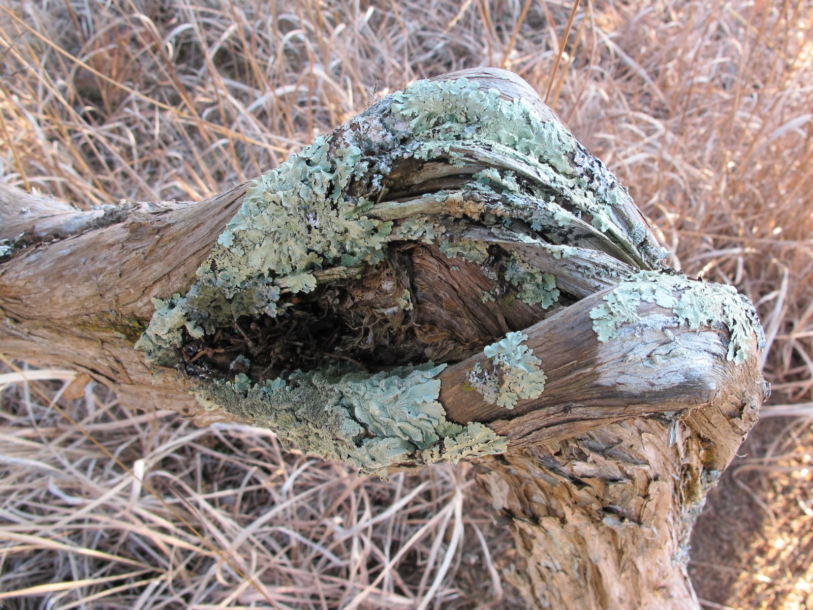 Blue Jay Barrens Twisted Cedar