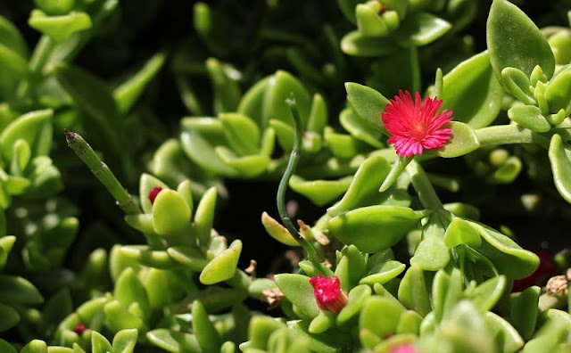 Aptenia Cordifolia Flowers Pictures