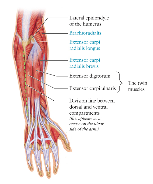 arm muscles diagram human anatomy for the artist september 2011 arm muscles diagram human anatomy for the artist september 2011