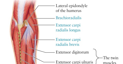Human Anatomy for the Artist: The Dorsal Forearm, Part 3: The Final Chapter