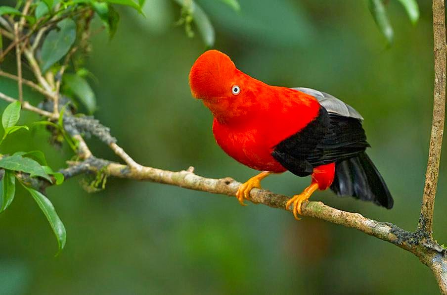 Cock Of The Rock, Burung Tercantik di Dunia - Ajaib dan Aneh