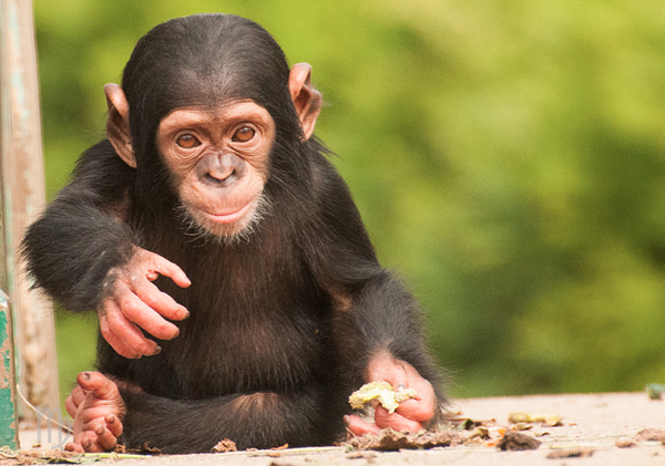 a paper on the behavior of chimpanzees Are chimpanzees naturally violent or is chimpanzee violence the result of human interference, such as artificial feeding or habitat loss along with 29 co-authors, i examine this question in a paper published this week in nature jane goodall writes in her magnum opus, the chimpanzees of gombe: early field studies of chimpanzees. a paper on the behavior of chimpanzees Are chimpanzees naturally violent or is chimpanzee violence the result of human interference, such as artificial feeding or habitat loss along with 29 co-authors, i examine this question in a paper published this week in nature jane goodall writes in her magnum opus, the chimpanzees of gombe: early field studies of chimpanzees.