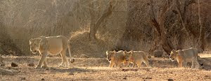 "CAT-WALK" of a Pride of lions:- Photo Sudhir.Bhakta.