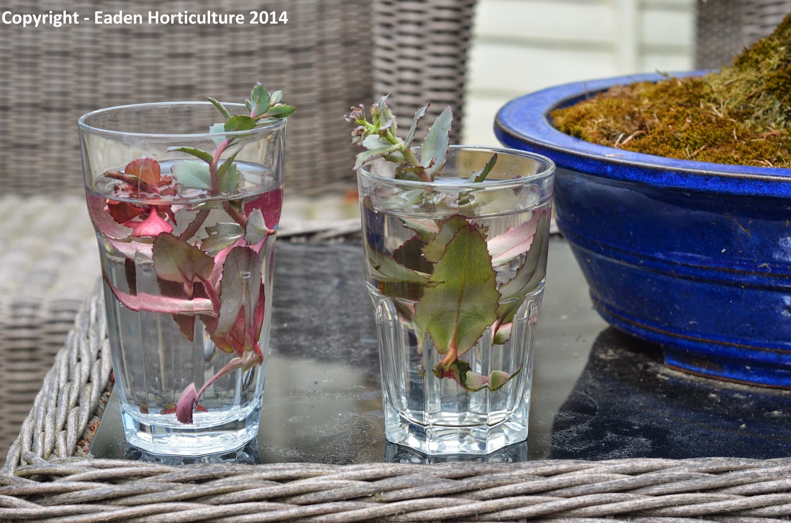 HOW TO GROW SEDUM FROM CUTTINGS The Garden of Eaden