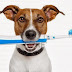 Como cuidar a un cachorro los dientes desde el principio