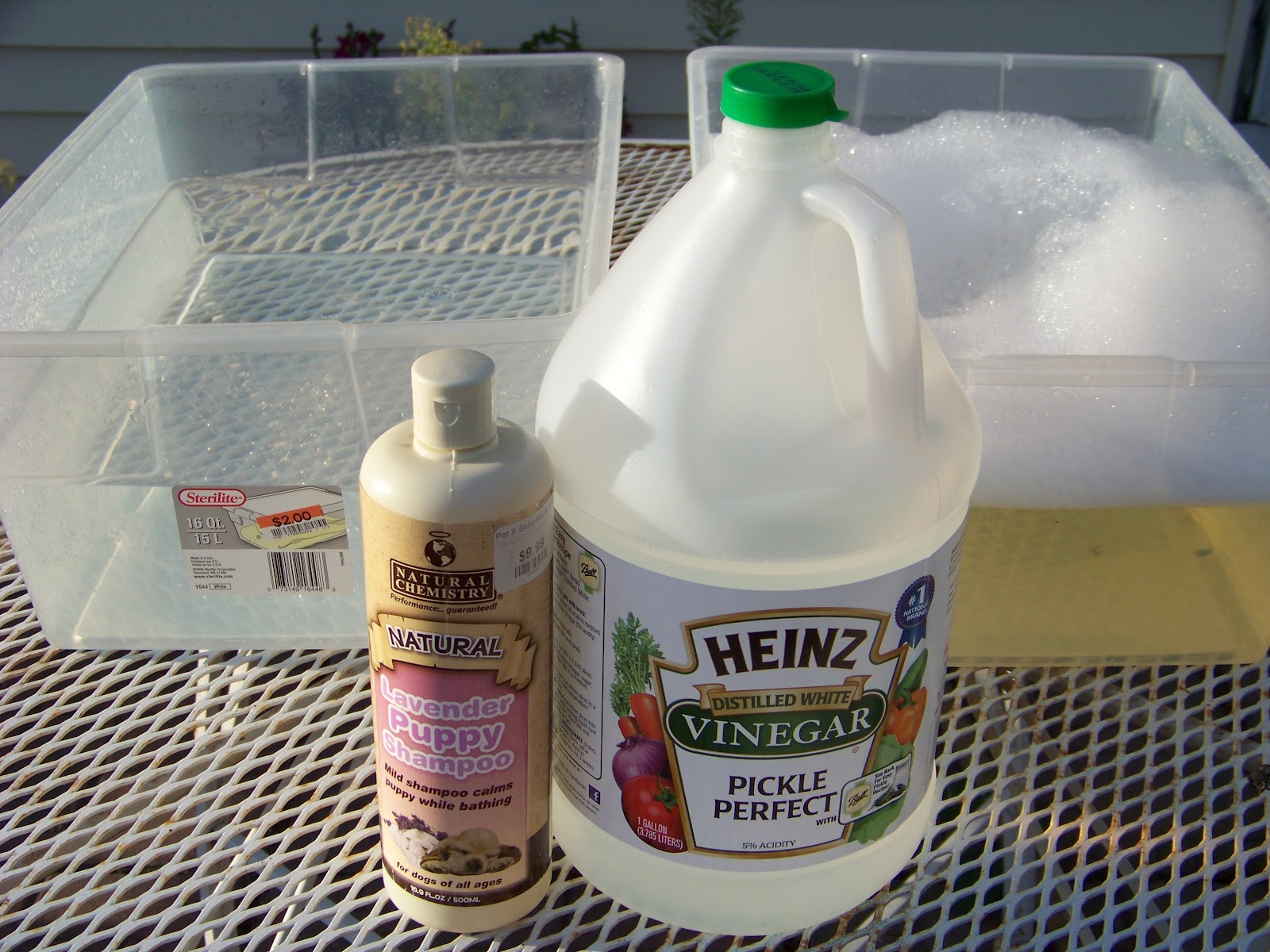 Chicken Bath 101 | Community Chickens