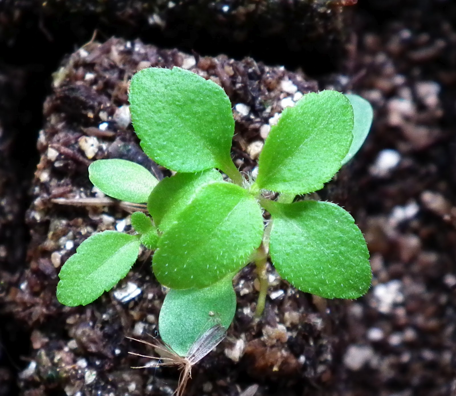 Scented Leaf Stevia Propagation from Seeds