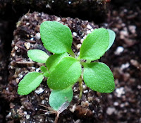  Stevia Rebaudiana small plants potted in soil blocks
