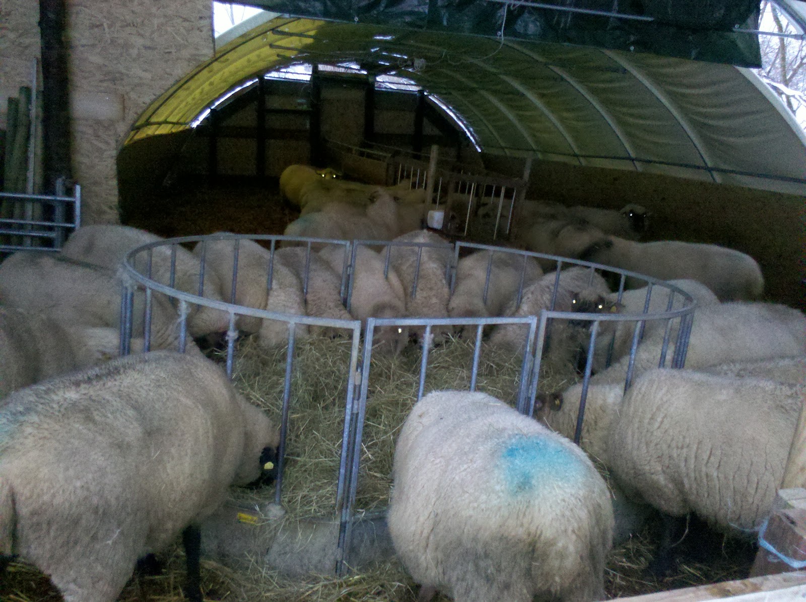 Schafe vom Tobel Beginn der Stallzeit