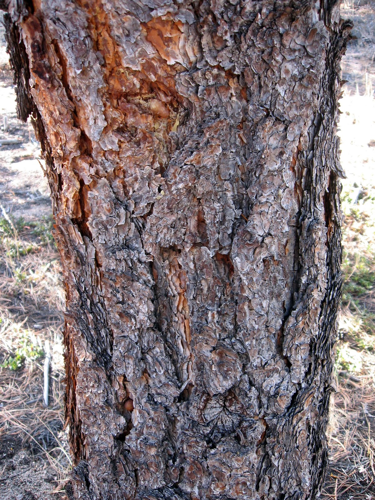 Rocky Mountain Bushcraft Rocky Mountain Tree Identification Ponderosa